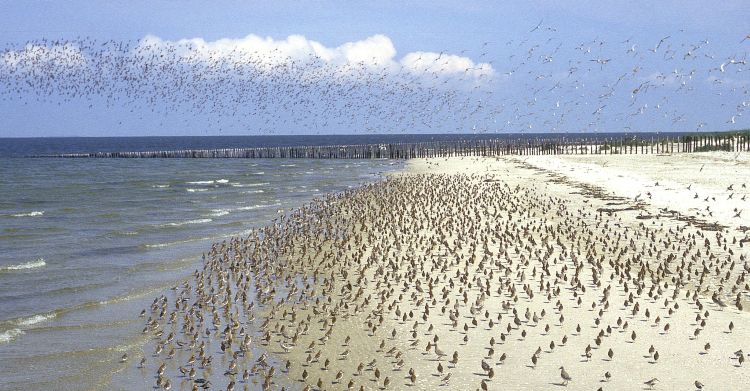 The Wadden Sea National Park is a UNESCO World Heritage Site that is home to a unique ecosystem of tidal flats, salt marshes, and sandbanks.